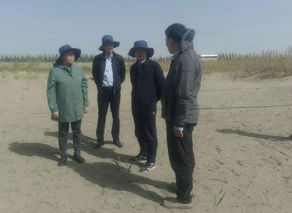 中国科学院曹晨风院士五一期间，不辞劳累，亲临领导“田菁”在戈壁盐碱地种植
