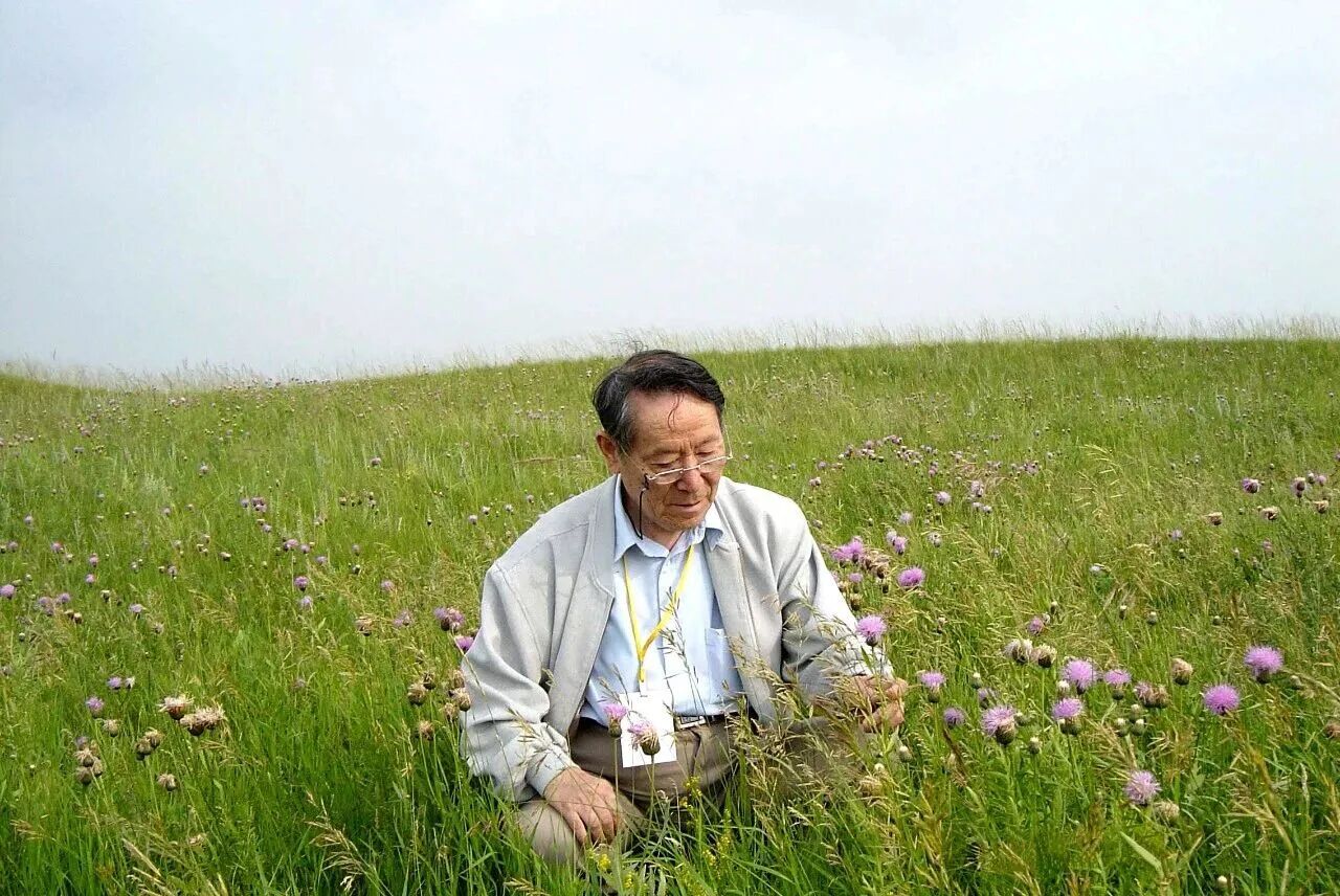 藏在草原里的“生态宝藏”：无芒雀麦，不止是牧草那么单一